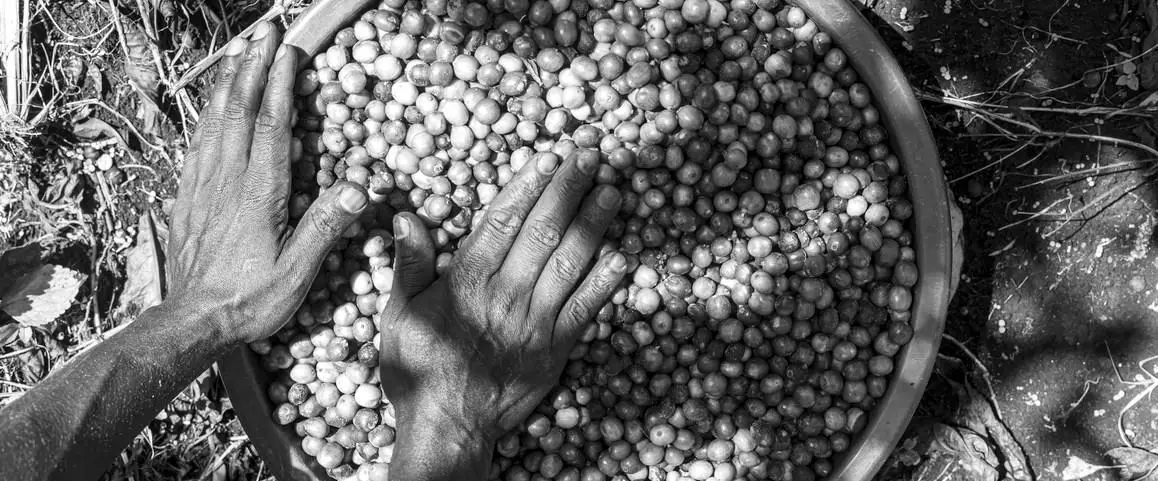 کشاورزان قهوه اوگاندا 